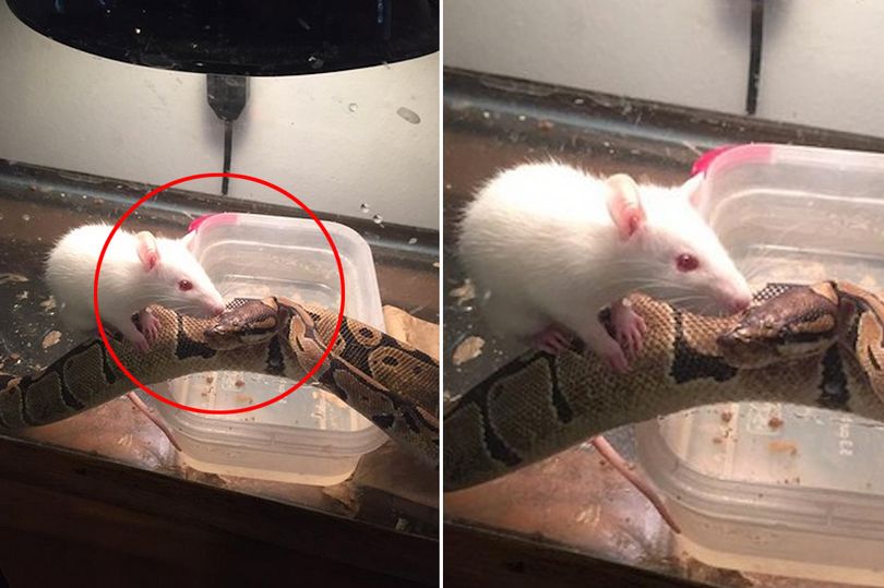 Con chuột được thả vào lồng nuôi trăn và kết cục bất ngờ.