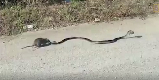 Chuột mẹ buộc con rắn phải nhả bằng được chuột con.