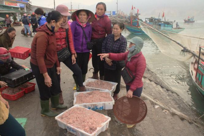 Khoảng hơn 1 tuần nay, ngư dân xã Thạch Kim (Hà Tĩnh) vui mừng khi những chuyến ra khơi đánh &nbsp;bắt ruốc đều cho giá trị cao.