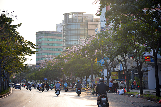 Hoa kèn hồng có nguồn gốc từ châu Mỹ, còn có tên gọi khác là hoa chuông hồng, được trồng thử nghiệm tại TP HCM từ năm 2009.