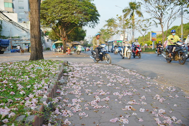 Một cơn gió nhẹ thoáng qua, hoa bỗng lìa chùm, xoay tròn bay xuống, nép mình trên cỏ xanh tạo nên vẻ đẹp mộng mơ.