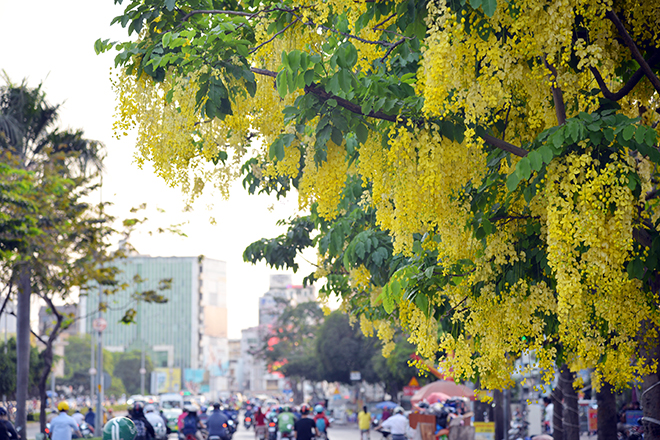 Loài hoa vàng rực này có nhiều cái tên kiêu sa như Osaka, muồng hoàng yến, muồng hoàng hậu, bò cạp nước, lồng đèn, mai dây, mai nở muộn…