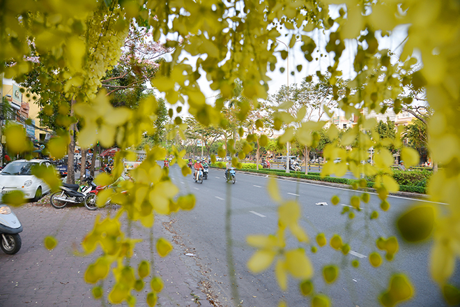 Từng chùm hoa Osaka thả xuống đong đưa như những dây lồng đèn khiến bao người thích thú.