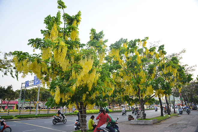 “Đẹp quá. Chạy xe lúc sáng sớm ngắm những sắc hồng, sắc vàng của các loài hoa trên đường mà thích quá. Ôi sao mà đẹp đến thế”, chị Phạm Thị Lan ngụ quận 2 chia sẻ.