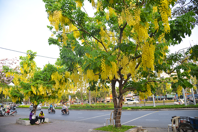 Cùng với hoa kèn hồng, sắc vàng của hoa Osaka khiến nhiều người say đắm. Đường phố Sài Gòn như khoác lên mình áo mới khi nhiều loài hoa khoe sắc.