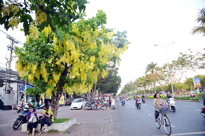 Tuy là loại hoa nở quanh năm nhưng từ tháng 2 đến tháng 4 hằng năm, hoa đồng loạt kết chùm khoe sắc dưới nắng. “Những ngày này đi dọc các con đường của thành phố, tôi thấy hoa nở khắp nơi khiến đường phố ngập tràn ánh nắng, đẹp như một bức tranh”, chị Lê Thị Thùy Trang ngụ quận Bình Thạnh cho biết.