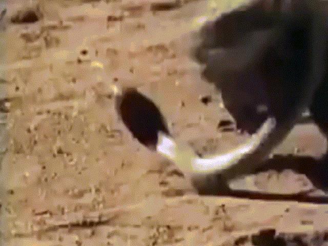 Video: Liều lĩnh tranh mồi của rồng Komodo, rắn hổ mang chúa nhận cái kết thảm