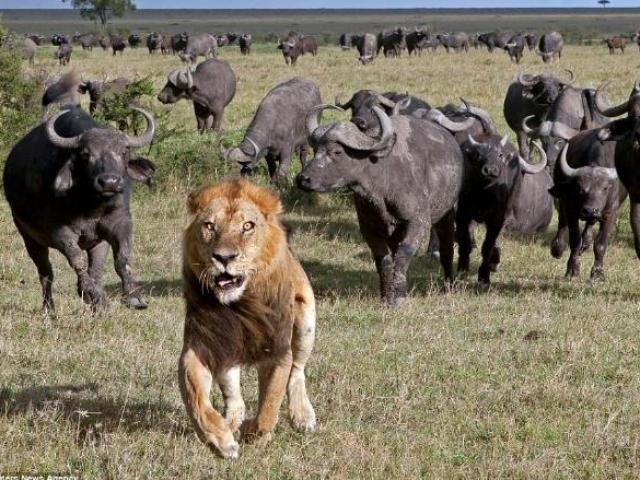 Sư tử đực ”cóng” trước đàn trâu rừng hung hãn vây quanh