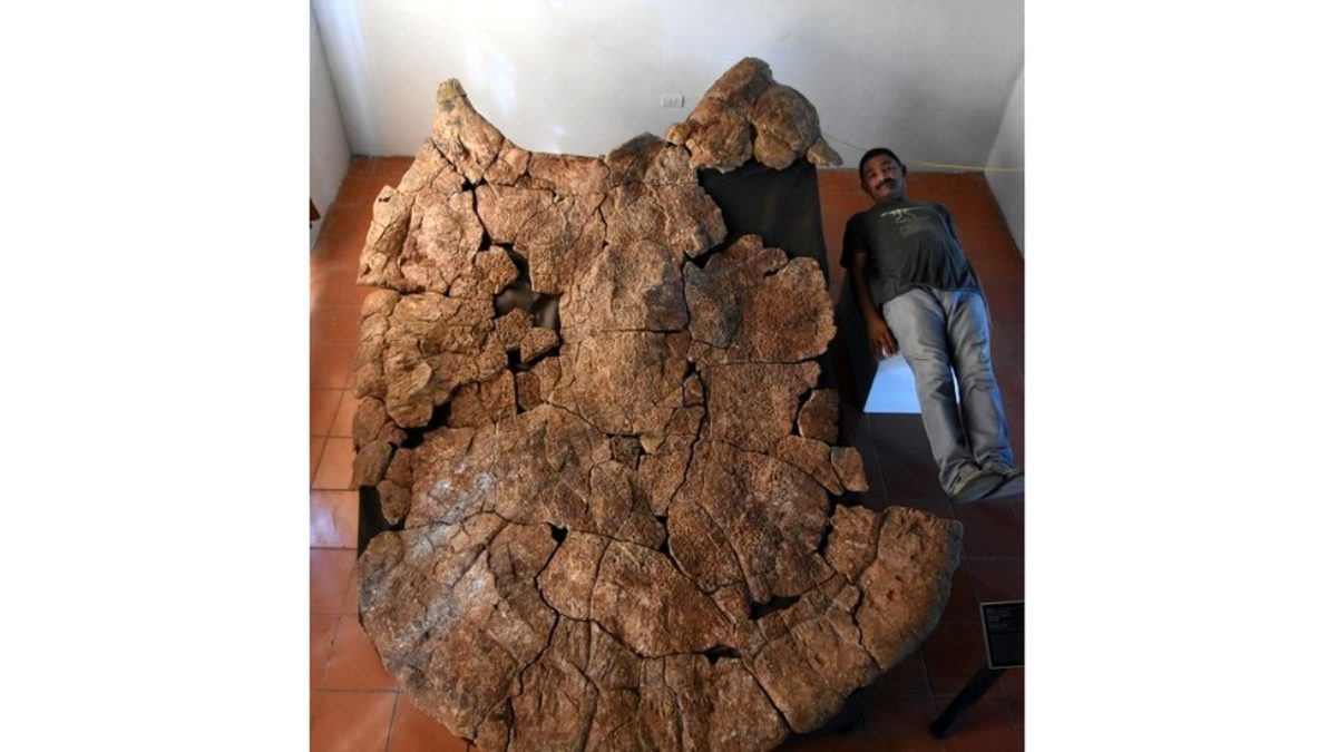Hóa thạch rùa khổng lồ mới được phát hiện (ảnh: BBC News)