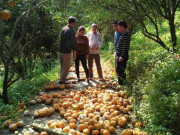 Thị trường - Tiêu dùng - Cam rụng la liệt, Hà Giang lên kế hoạch &quot;giải cứu&quot; giúp nông dân