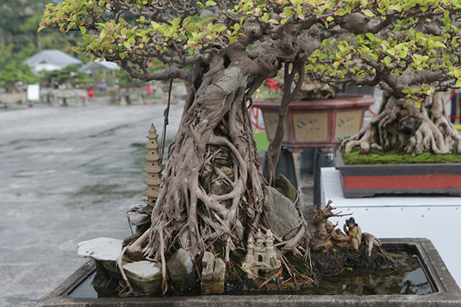 Cây si có nguồn gốc ở Nam Định, và đã trải qua nhiều đời chủ. Cách đây 3 năm, anh Hiệp may mắn mua được, mang về vườn hoàn thiện.