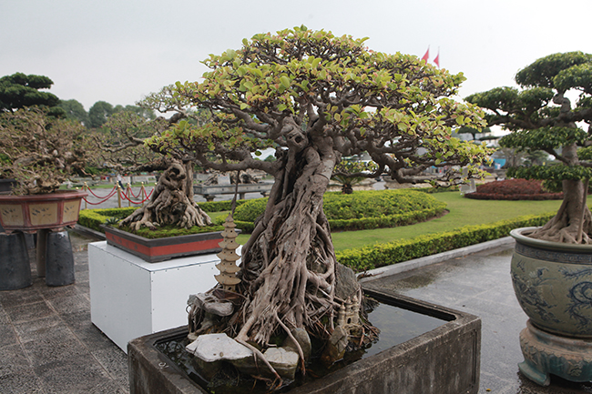 Chủ nhân của tác phẩm cho biết, những cây si hoàn thiện ở Việt Nam giờ rất ít vì trước đây giới chơi cây làm dáng thế cây sai rất nhiều. Những cây tồn tại đến bây giờ đều được giới chơi cây công nhận và rất có giá trị.