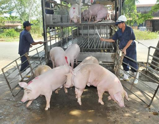 Đồng loạt các DN như C.P, Dabaco đã giảm giá lợn hơi xuống mức bình quân 74-75 nghìn đồng