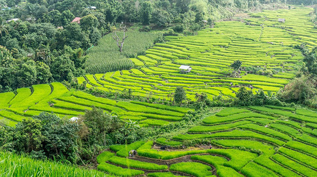 Những lý do tại sao bạn nên ghé thăm Chiang Mai - 6