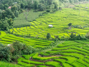 Du lịch - Những lý do tại sao bạn nên ghé thăm Chiang Mai