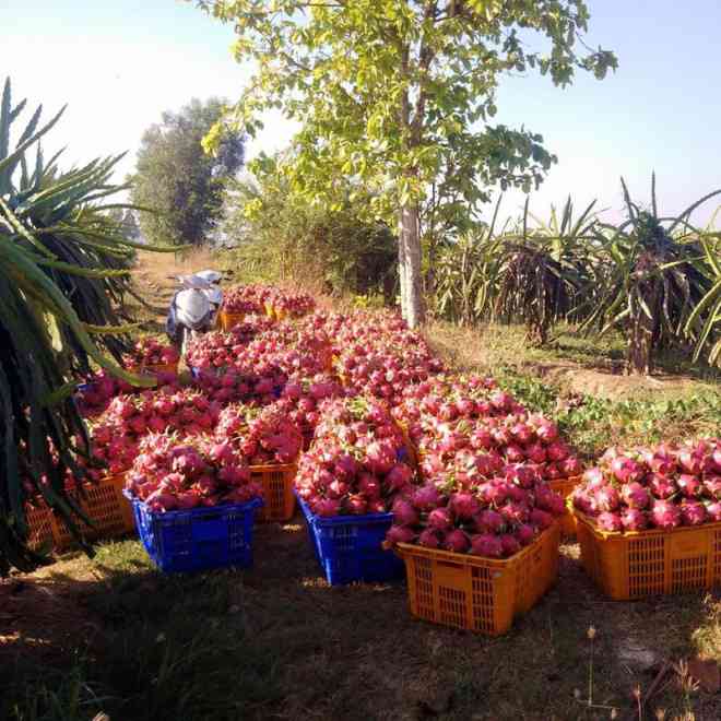 Người dân đang thu hoạch thanh long. Ảnh: LE VAN