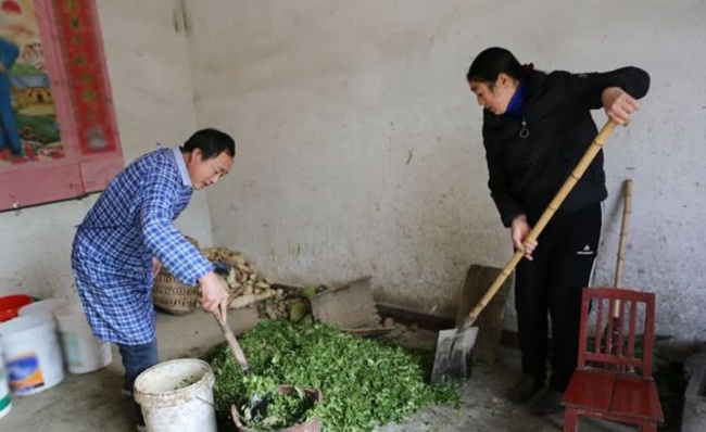 Trước đây, chồng đi làm, vợ ở nhà chăm sóc con cái và cha mẹ già. Hiện tại, 2 vợ chồng gắn bó bận rộn cùng nhau. Hình ảnh chụp 2 vợ chồng chuẩn bị thức ăn cho lợn.