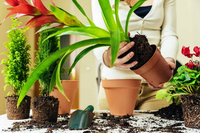Cây trong nhà: Cây xanh giúp không gian trong nhà trông dễ chịu hơn cũng như cải thiện chất lượng không khí. Nhưng đất và một số loại cây cũng có thể gây ra triệu chứng dị ứng cho mọi người trong nhà.
