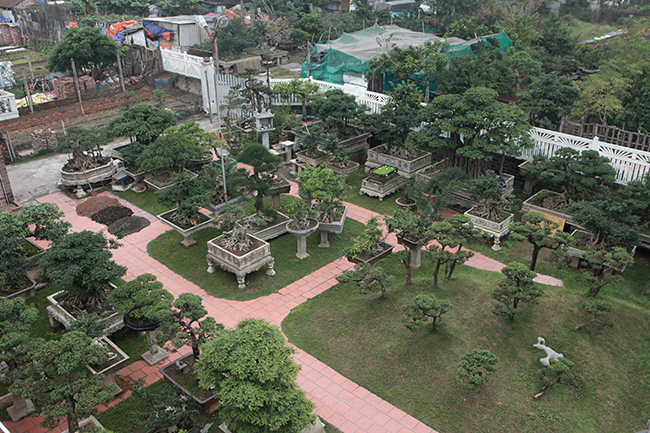 Khu vườn rộng hơn 2000m2 của ông Nguyễn Trọng Thành (Yên Sở, Hoàng Mai) gồm hơn 200 cây cảnh nghệ thuật thuộc hàng quý hiếm ở Việt Nam. Ông từng khiến giới chơi cây phải kiềng nể khi sẵn sàng bán cả căn nhà để mua được chậu cây ưa thích