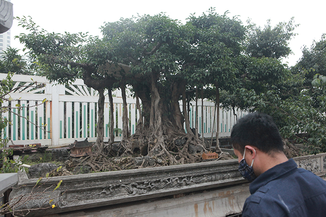 Hiện tại trong vườn nhà ông Thành có khoảng gần 10 cây sanh quý hiếm ở Hà Nội, những tác phẩm này đều có tuổi đời trên 100 năm. Ước tính giá trị phải lên đến hàng triệu đô USD