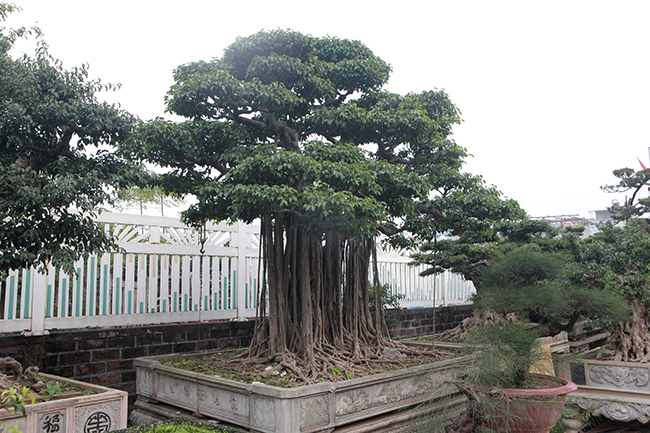 Chủ nhân những cây sanh quý hiếm cho biết, giá trị một cây sanh cổ có thể lên đến vài tỷ đồng nhưng nếu tính thời gian chăm sóc, tạo tác thì lại rẻ