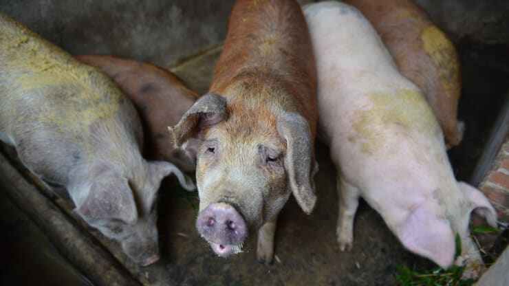 Giá thịt lợn liên tục tăng cao trong bối cảnh nguồn cung bị gián đoạn do virus corona (Nguồn: CNBC)