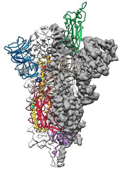 Hình ảnh cụ thể về protein sợi của virus Corona mới, mỗi chủng virus Corona có protein sợi khác nhau.