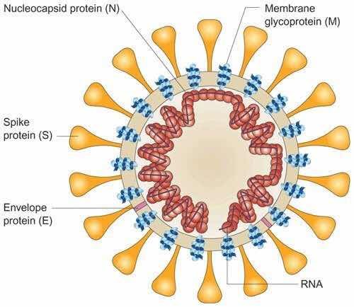 Bước tiến đột phá trong việc phát triển vaccine phòng ngừa Covid-19 - 2