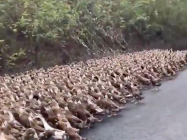 Trung Quốc: 10 vạn con vịt lên đường dập dịch châu chấu châu Phi