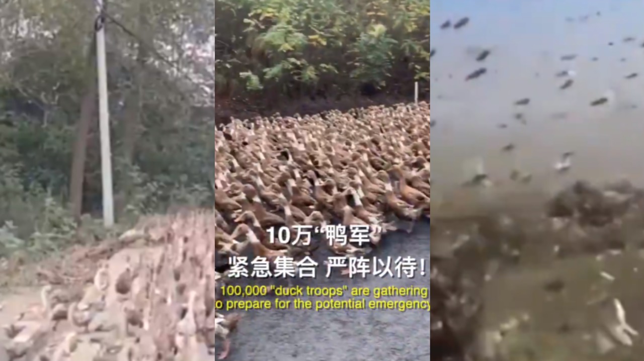 Trung Quốc huy động 100.000 con vịt đối phó nạn châu chấu ở biên giới.