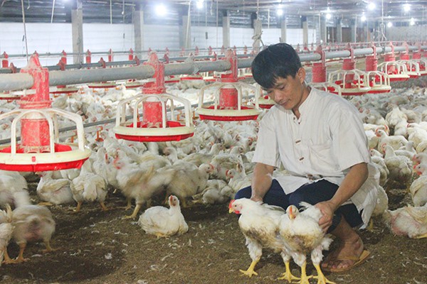 Người nuôi gà công nghiệp đang thua lỗ nặng vì phải bán gà dưới giá thành