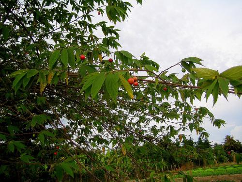 Cây trứng cá dễ sống, chúng mọc ở nhiều nơi