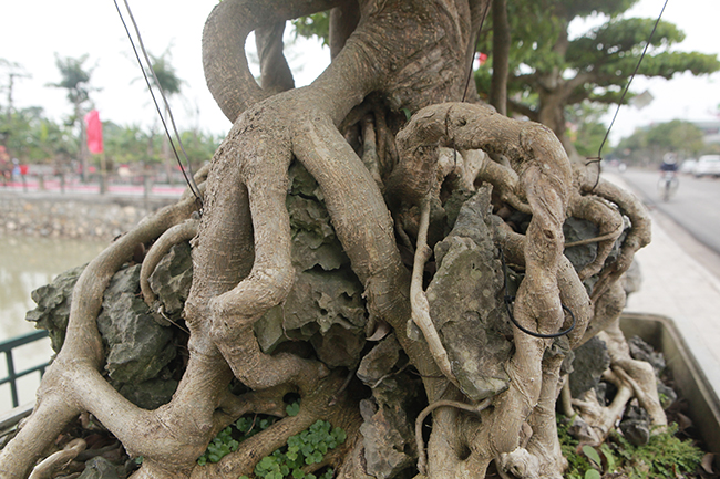 Có những rễ kết vào nhau, xuyên qua đá