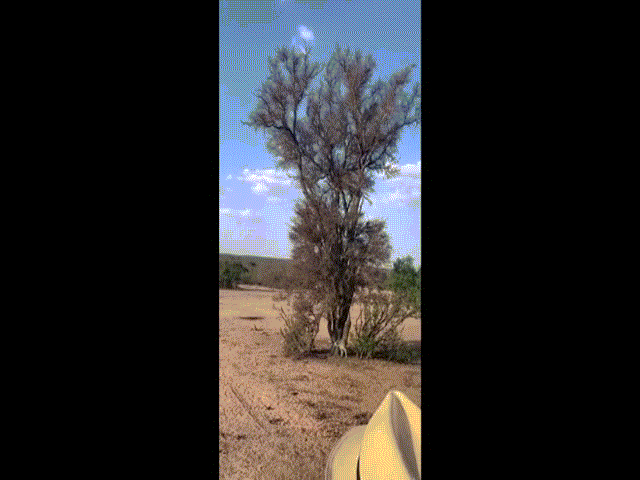Video: Báo hoa mai "bay như chim" tóm gọn khỉ trên cây