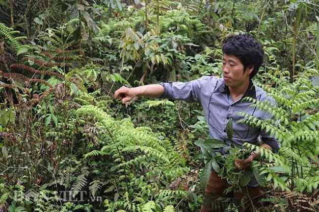 Khu rừng đặc dụng Copia ở bản Cửa Rừng (Co Mạ - Thuận Châu) có những vạt Dớn xanh mướt trải rộng.