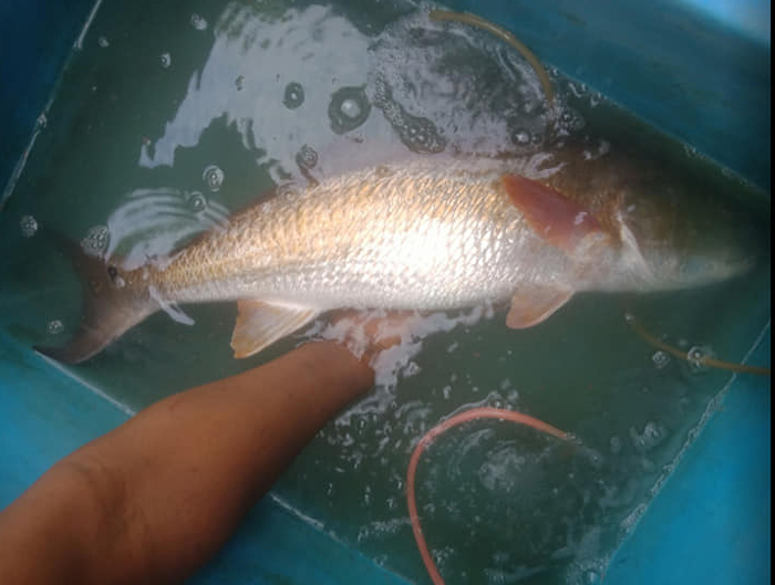 Con cá sủ vàng nặng 3,1kg được bày bán công khai với giá cao.