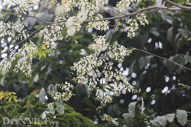 Suốt cả năm, cây sưa không có gì nổi bật, nhưng khi những cơn mưa xuân ấm áp bắt đầu xuất hiện thì cây sưa như được đánh thức, những chùm hoa trắng li ti bắt đầu bừng nở.