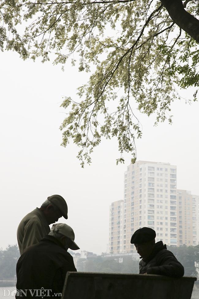 Ông Hoàng Văn Thanh (Ba Đình) chia sẻ: “Đối với tôi hoa sưa như thể tuyết mùa xuân bởi cứ một đợt gió đi qua là hoa rụng, tạo thành những tấm thảm bông khắp đường đi. Ngay cả trong những ngày mưa, sưa cũng viết nên những bản nhạc đẹp, mượt mà, êm dịu”.