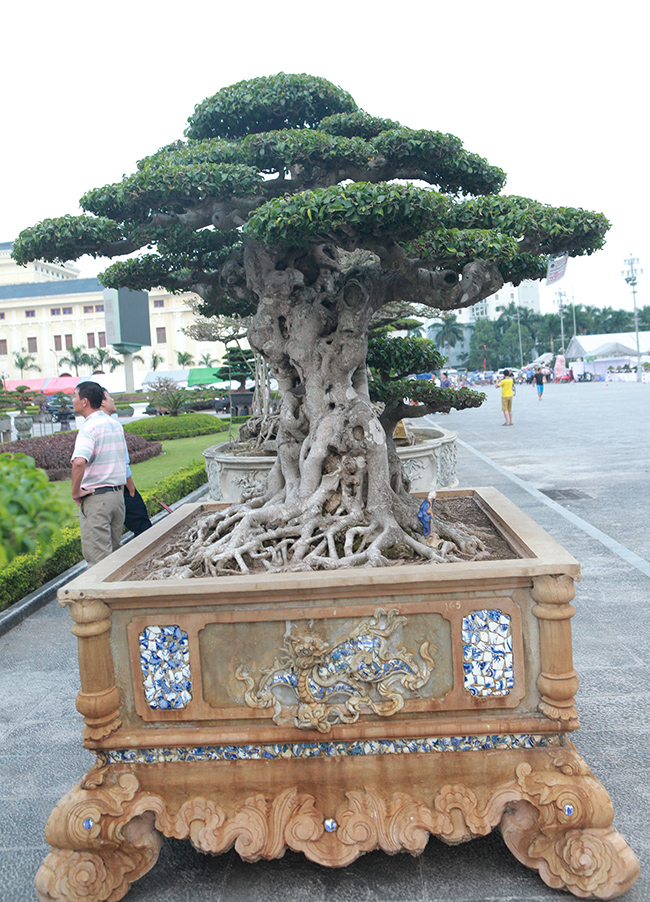 Tác phẩm đã được đem đi một số triển lãm, đến triển lãm nào đều thu hút giới chơi cây “thèm thuồng” bởi đây là một “báu vật” hiếm có trong làng cây cảnh ở Việt Nam.