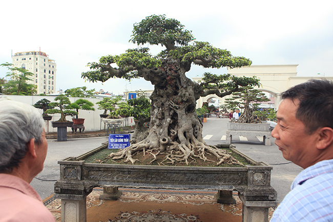 Cây sanh này cao khoảng gần 2m, đặt trong chậu dài 1,5m. Thân cây chủ được ông Mười mua của một người dân sinh sống ở vùng Phát Diệm – Ninh Bình, có tuổi đời khoảng 300 năm.