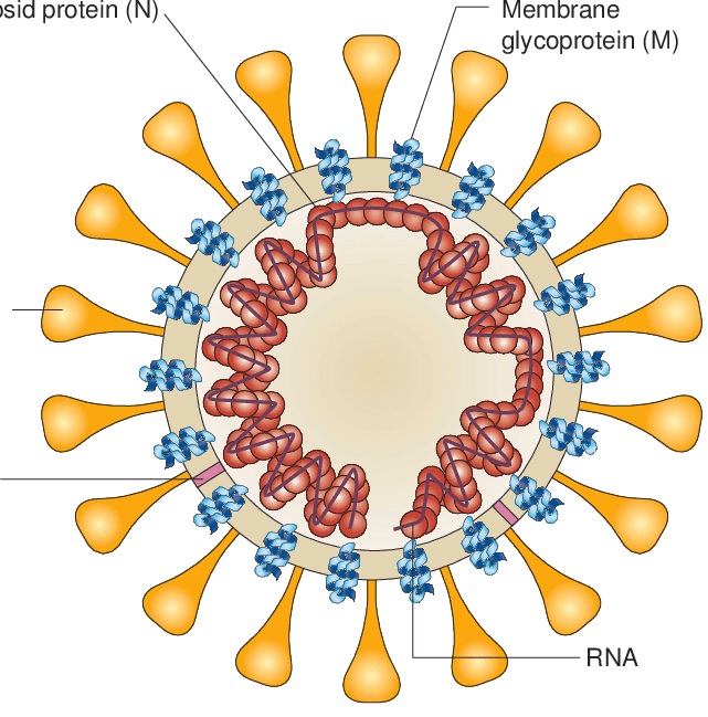 Cấu trúc của virus SARS.