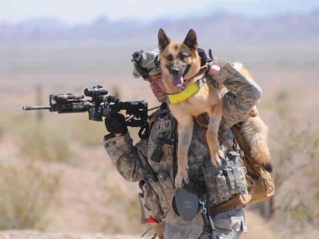Khám phá quá trình huấn luyện chó nghiệp vụ của quân đội Mỹ