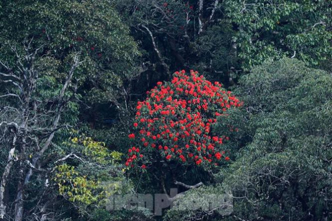 Hoa đỗ quyên khiến nơi đây thêm phần thơ mộng, lãng mạng.