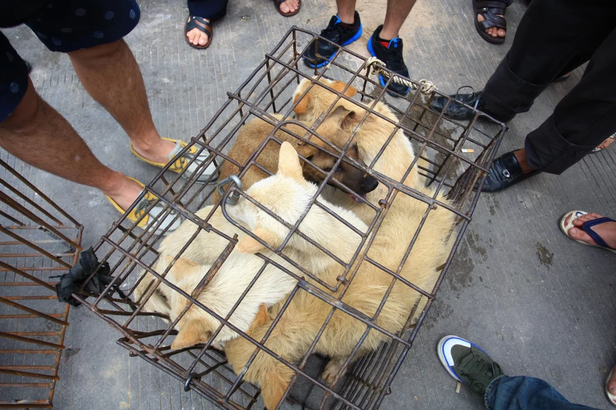 Các hành vi buôn bán chó mèo sẽ bị cấp trong dự luật mới của Thâm Quyến (Nguồn: SCMP)