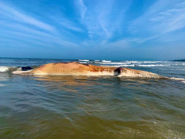 Xác cá khủng nặng khoảng 10 tấn dạt vào bờ biển Hà Tĩnh