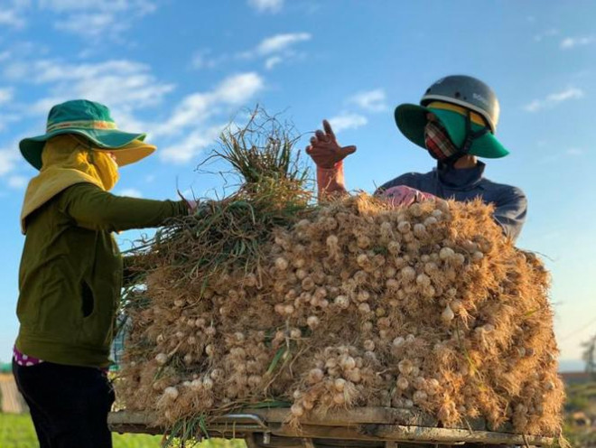 Huyện Lý Sơn đang xây dựng Đề án liên kết với các DN để bao tiêu sản phẩm - ảnh Nguyễn Ngọc&nbsp;