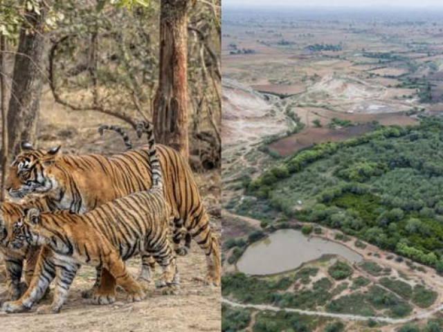 Du lịch - Cặp vợ chồng Ấn Độ từ bỏ tiện nghi ở thủ đô, lên rừng mua đất làm nhà cho hổ