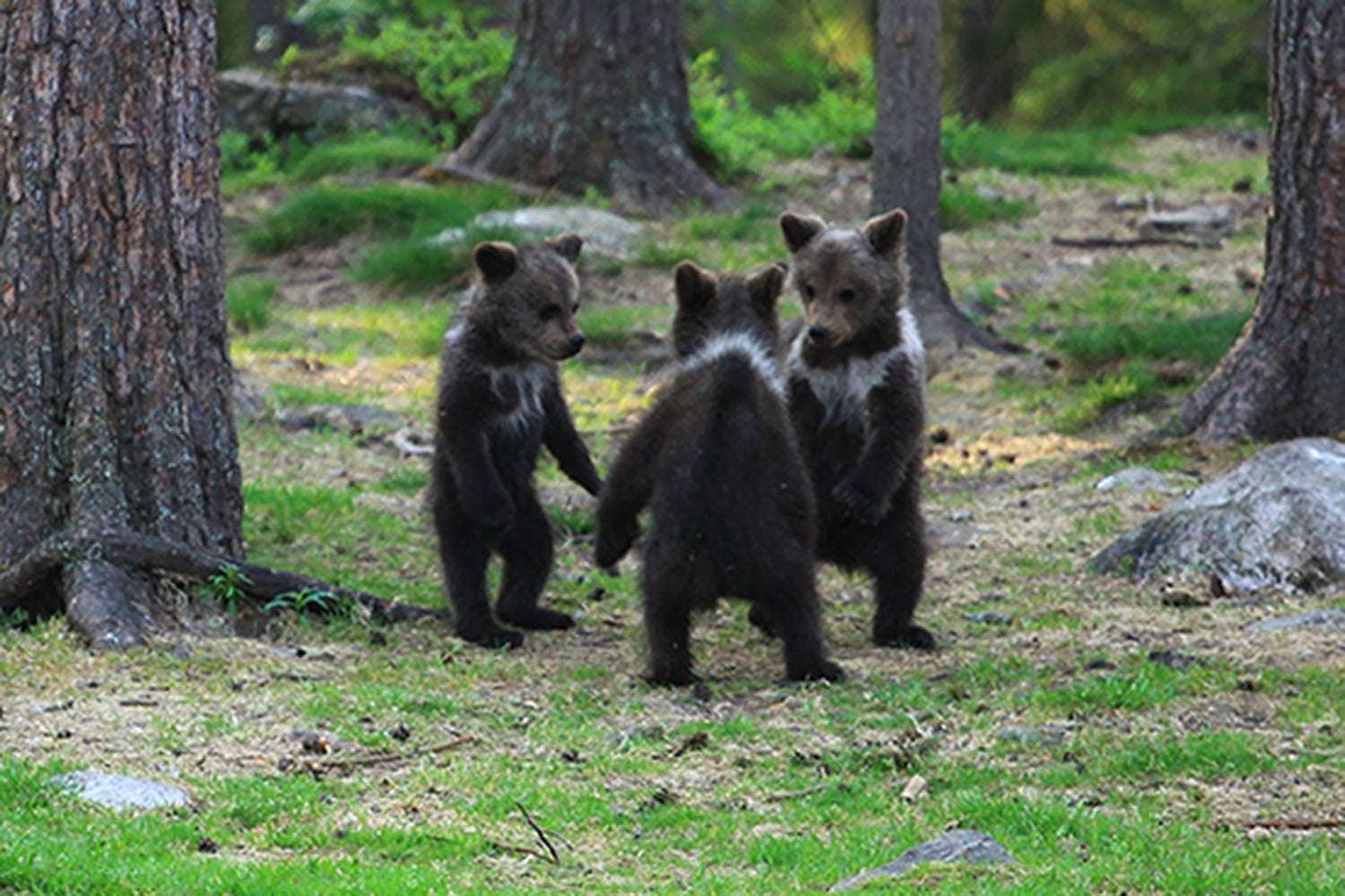 3 chú gấu con đứng thẳng chân như thể đang khiêu vũ cùng nhau (Ảnh: Valtteri Mulkahainen)