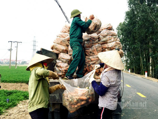 Với diện tích khoảng 360ha, sau khi thu hoạch người dân nơi đây thu khoảng 100 tỷ đồng