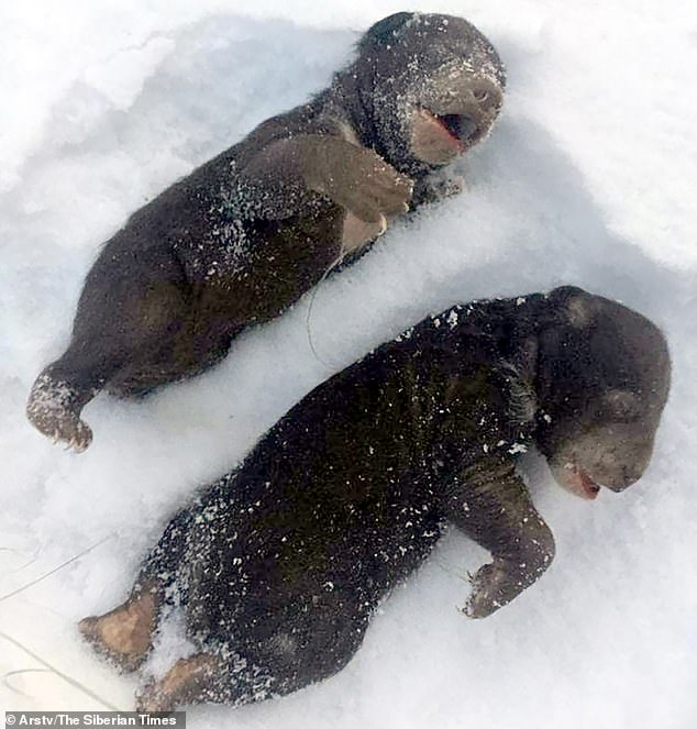 Hai con gấu con chết cóng sau khi mẹ rời hang.
